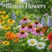 illinois flowers