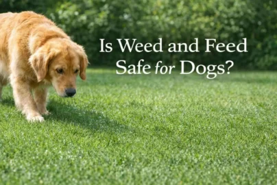 Is weed and feed safe for dogs banner showing a dog on a treated lawn with visible granules of weed and feed.
