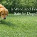 Is weed and feed safe for dogs banner showing a dog on a treated lawn with visible granules of weed and feed.