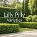 lilly pilly varieties