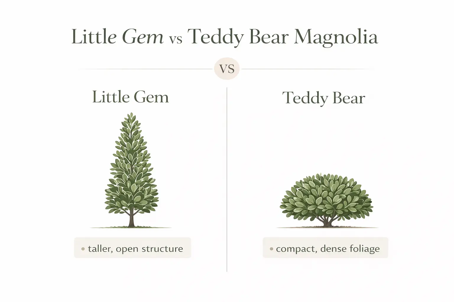 magnolia little gem vs teddy bear