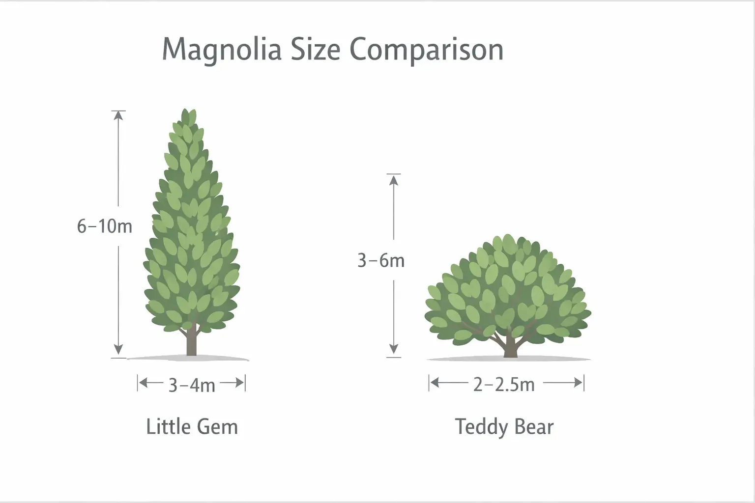 magnolia little gem vs teddy bear