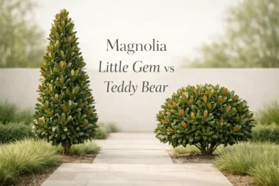 magnolia little gem vs teddy bear