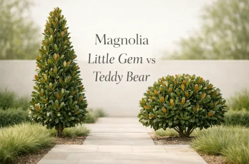 magnolia little gem vs teddy bear
