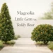 magnolia little gem vs teddy bear