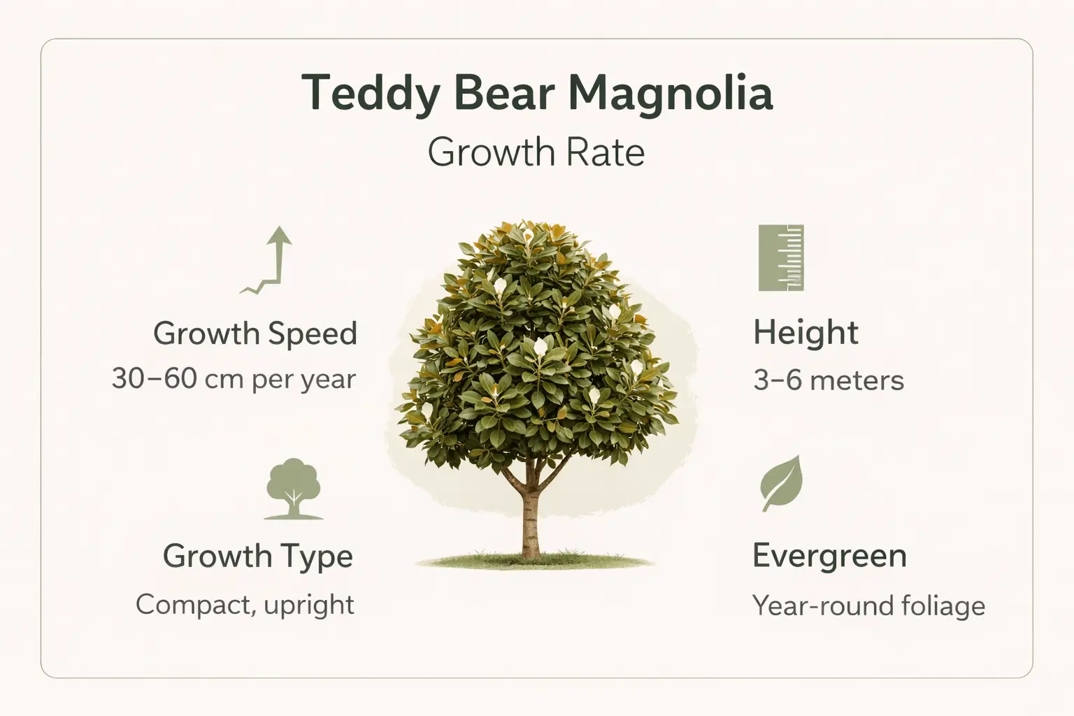magnolia teddy bear growth rate