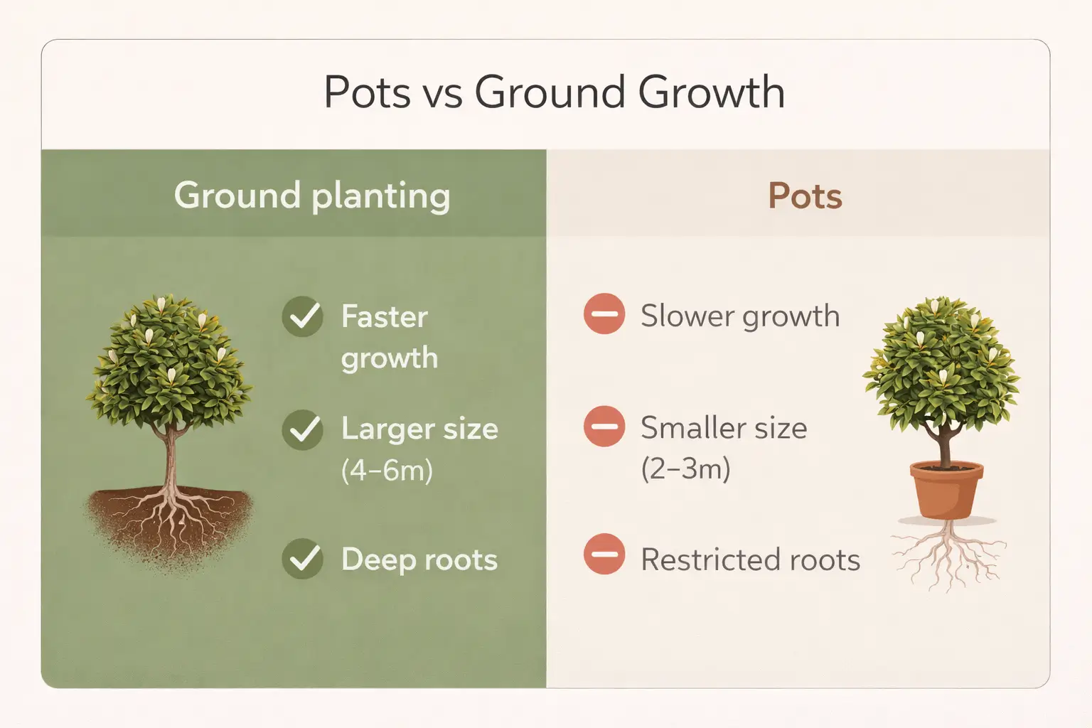 magnolia teddy bear growth rate