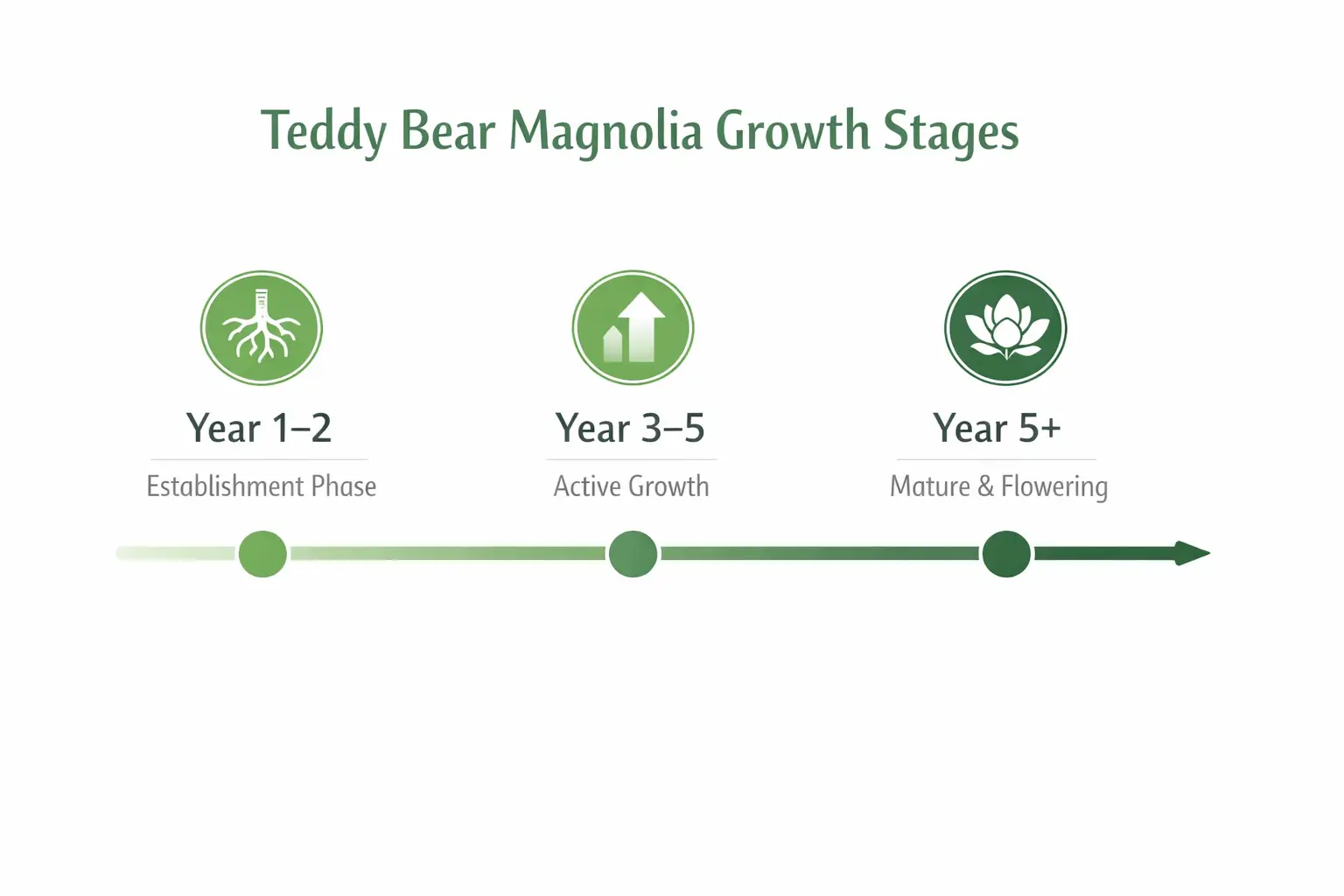 magnolia teddy bear growth rate