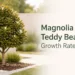 magnolia teddy bear growth rate