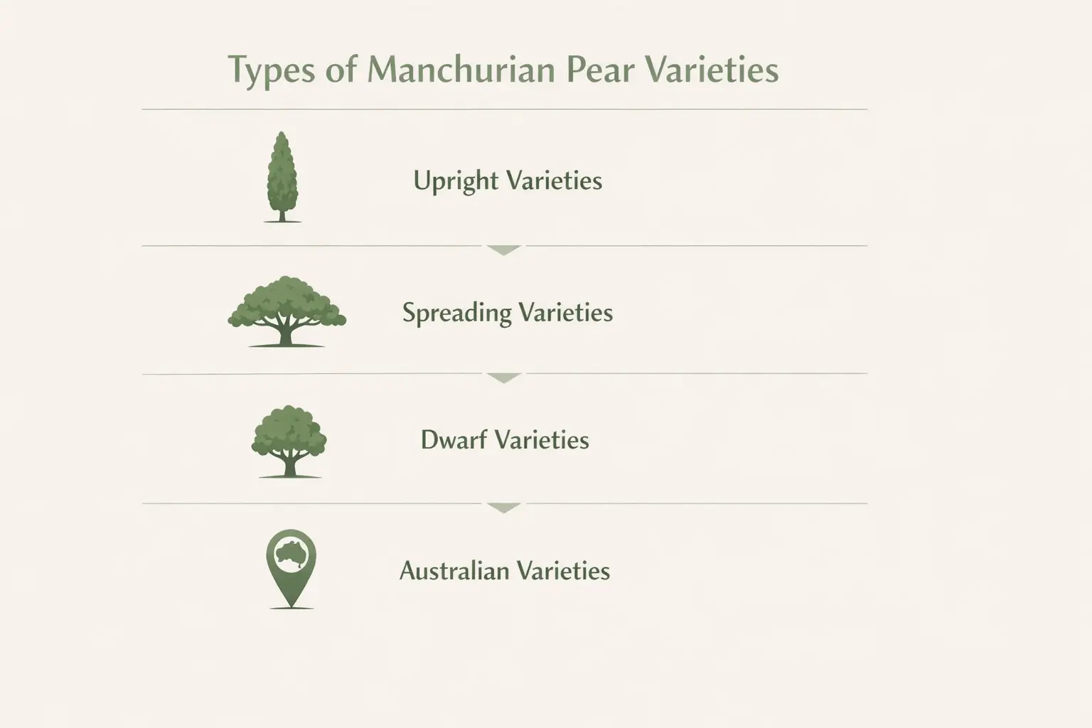 manchurian pear varieties