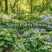 Native Plants Illinois in shaded garden with Wild Ginger, Virginia Bluebells, Foamflower, and Woodland Phlox.