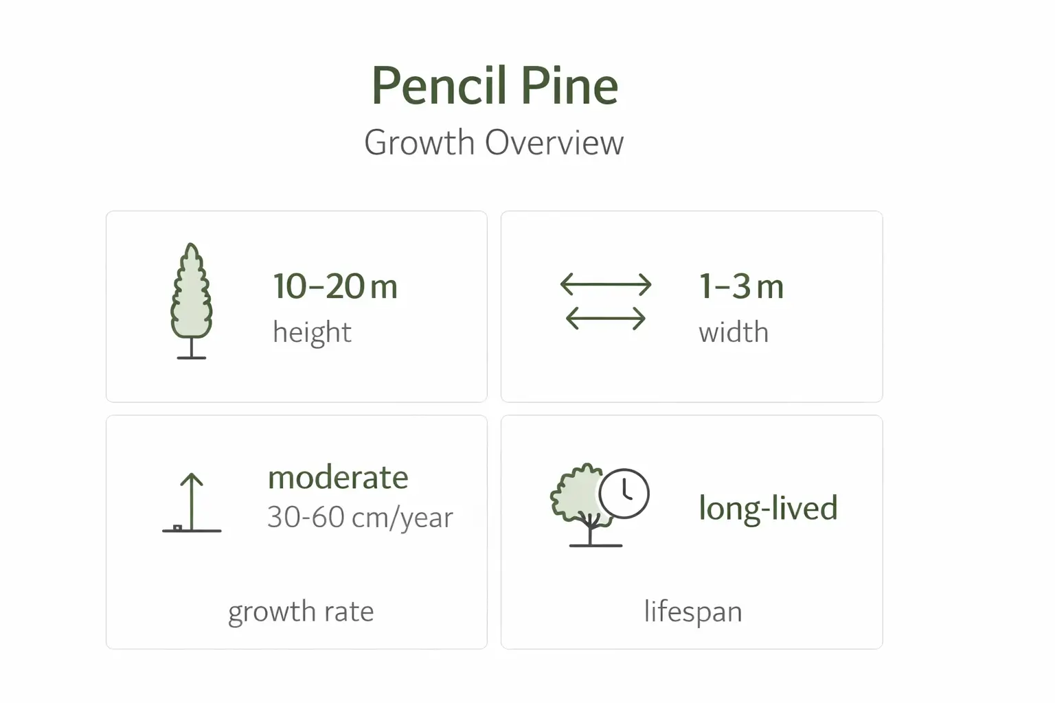 pencil pine