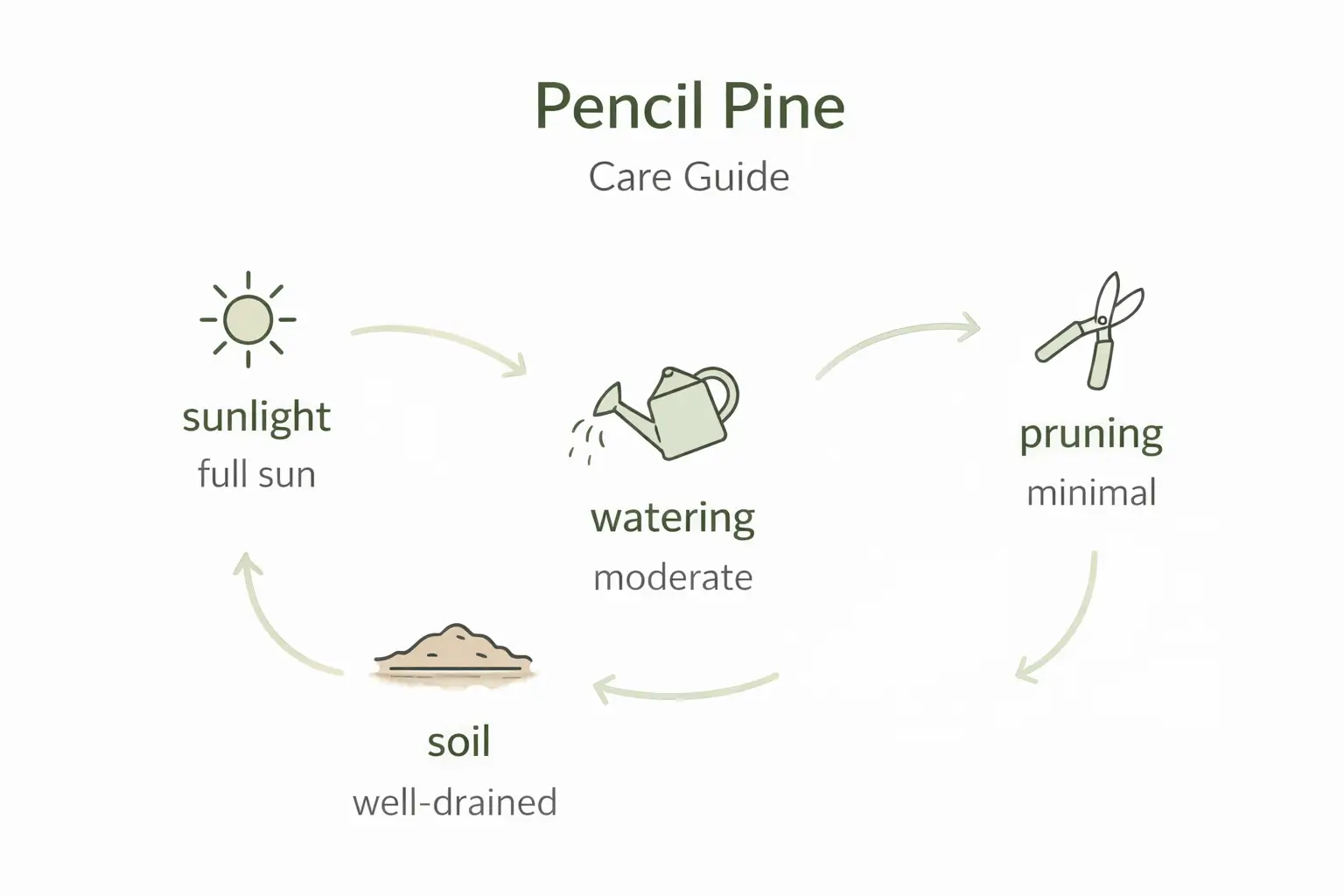 pencil pine