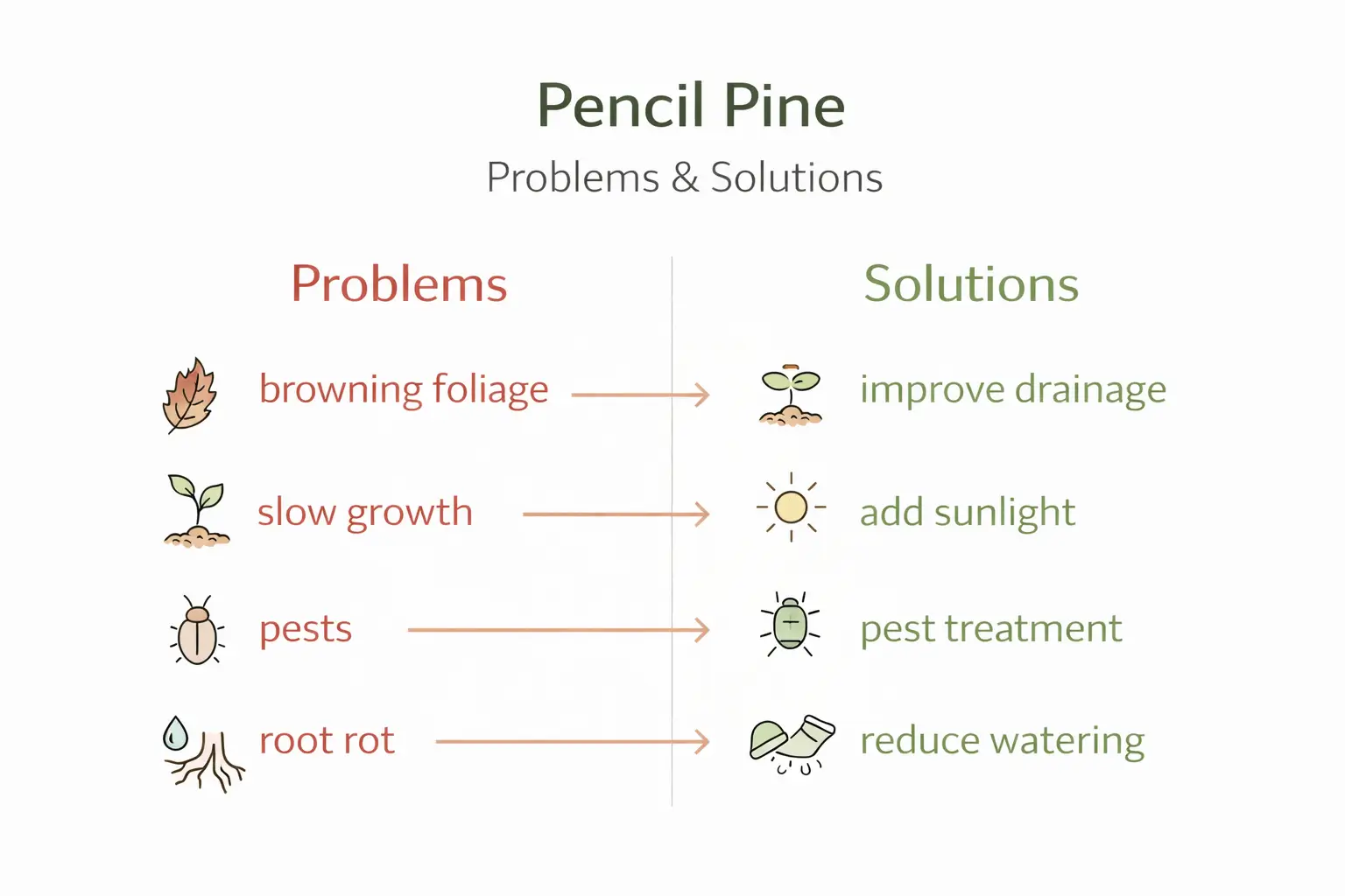 pencil pine