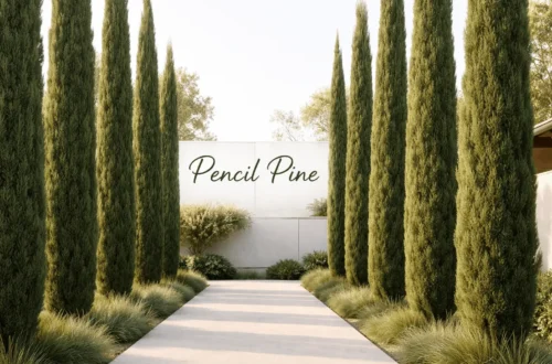 pencil pine