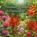 Perennial flowers for hummingbirds in a colorful garden with hummingbirds feeding on nectar-rich blooms.