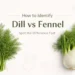 How to identify dill vs fennel banner showing visual differences between dill and fennel plants with leaves and bulb comparison