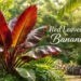 Red leaved banana plant with vibrant red foliage in a tropical garden
