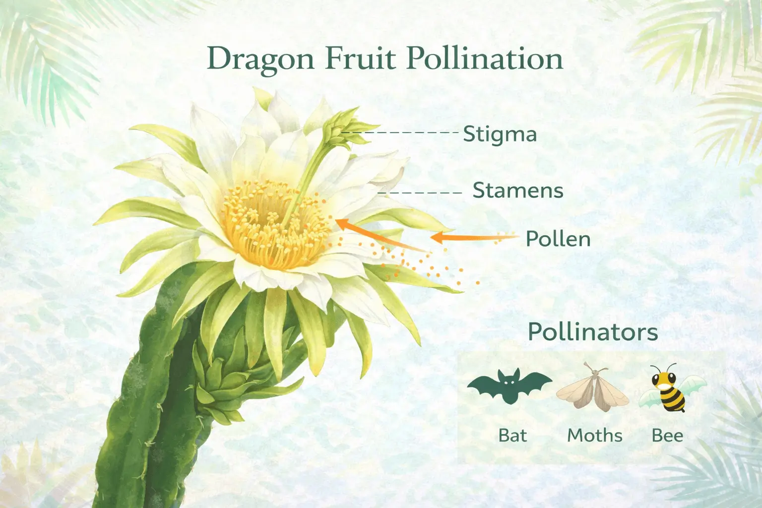 Infographic explaining how dragon fruit flowers are pollinated including flower anatomy and natural pollinators such as bats moths and bees.