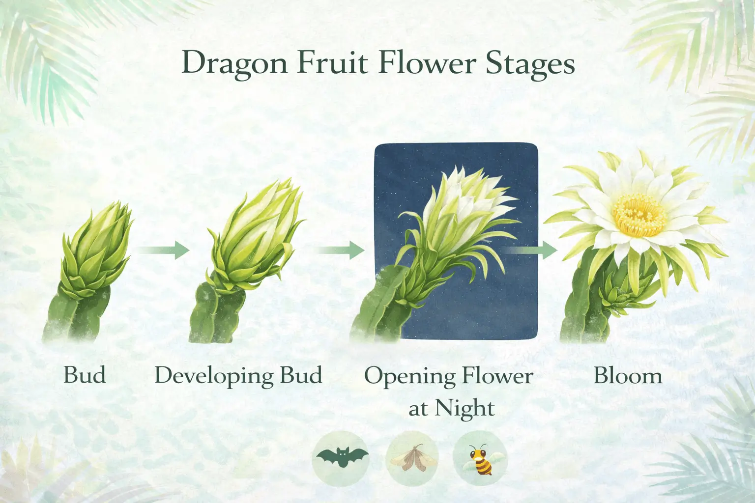 Dragon fruit flower stages infographic showing bud development, night bloom, and pollination stage of pitaya cactus flowers.