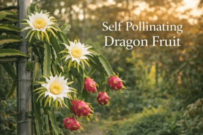 Self pollinating dragon fruit cactus plant with large night-blooming flowers and ripe pitaya fruit growing on a trellis.