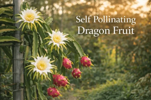Self pollinating dragon fruit cactus plant with large night-blooming flowers and ripe pitaya fruit growing on a trellis.