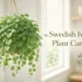 Swedish ivy plant care hanging houseplant with cascading foliage in bright indoor light