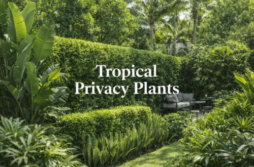 tropical privacy plants