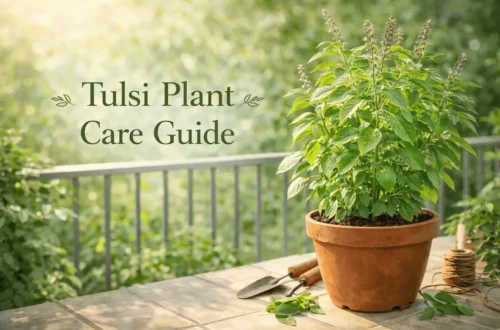 tulsi plant care guide holy basil plant growing in pot with sunlight