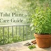 tulsi plant care guide holy basil plant growing in pot with sunlight