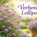 Verbena Lollipop plant with bright purple flowers in garden containers and borders, labeled 'Verbena Lollipop'.