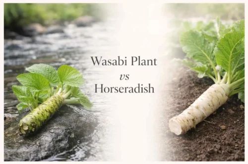 wasabi plant vs horseradish
