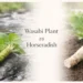 wasabi plant vs horseradish