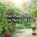 Banner showing indoor, outdoor, and edible plants with neem oil - What Plants Not to Use Neem Oil On