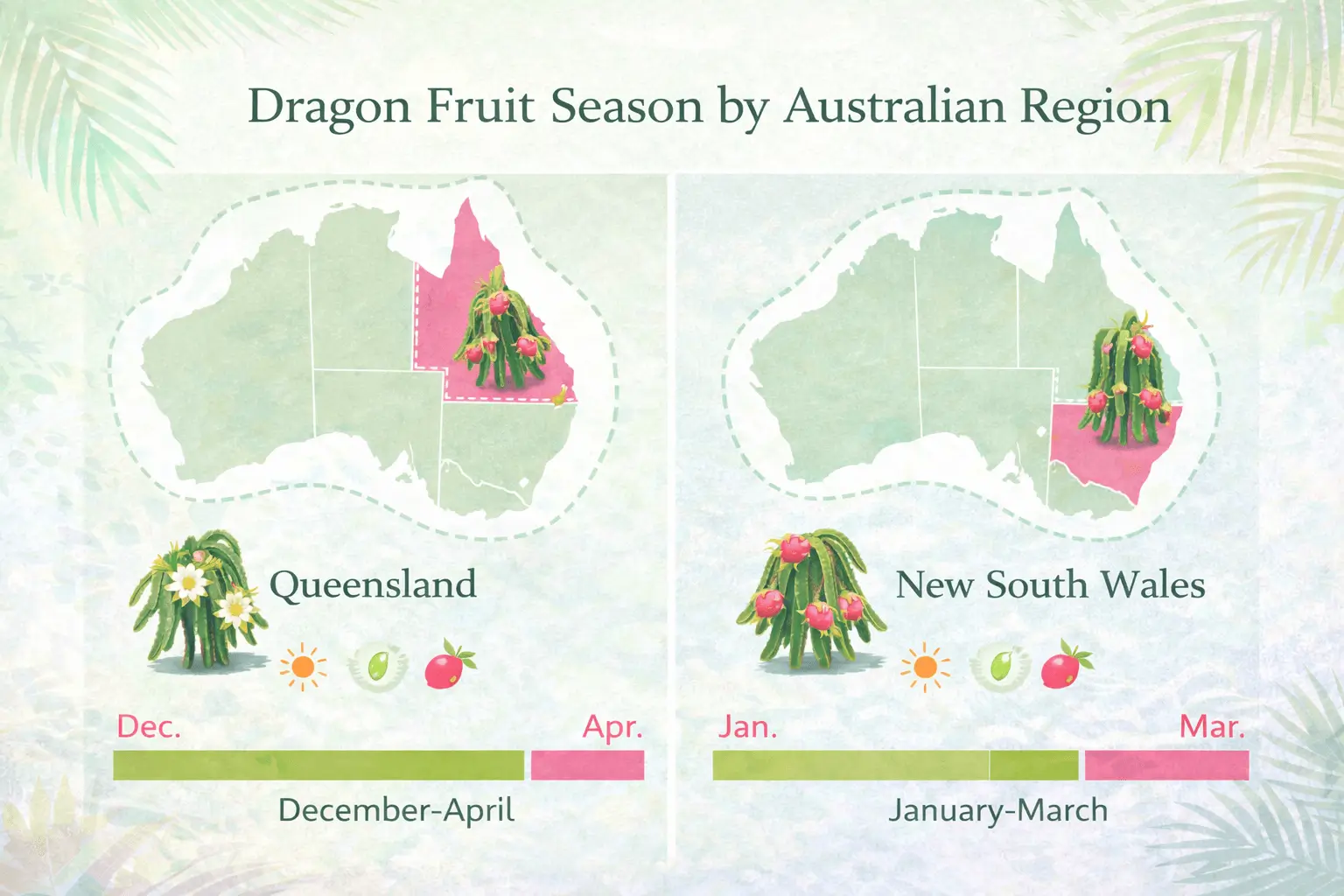 dragon fruit season in Queensland and New South Wales harvest comparison infographic