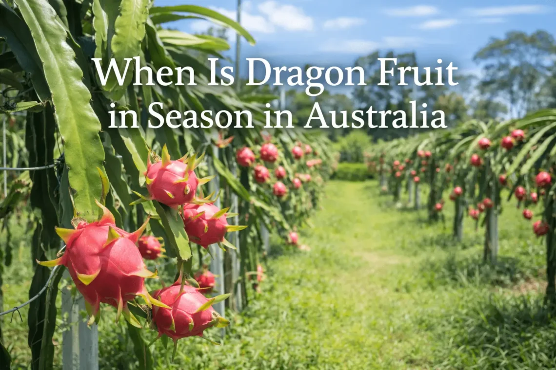 dragon fruit season in Australia ripe pitaya growing on cactus plants in tropical orchard