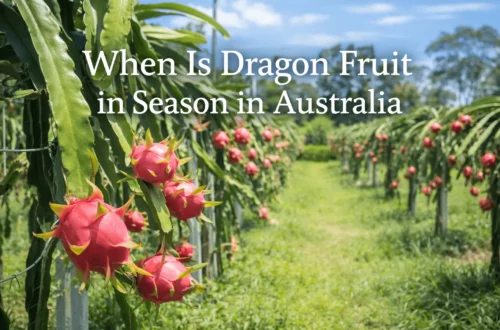 dragon fruit season in Australia ripe pitaya growing on cactus plants in tropical orchard