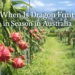dragon fruit season in Australia ripe pitaya growing on cactus plants in tropical orchard