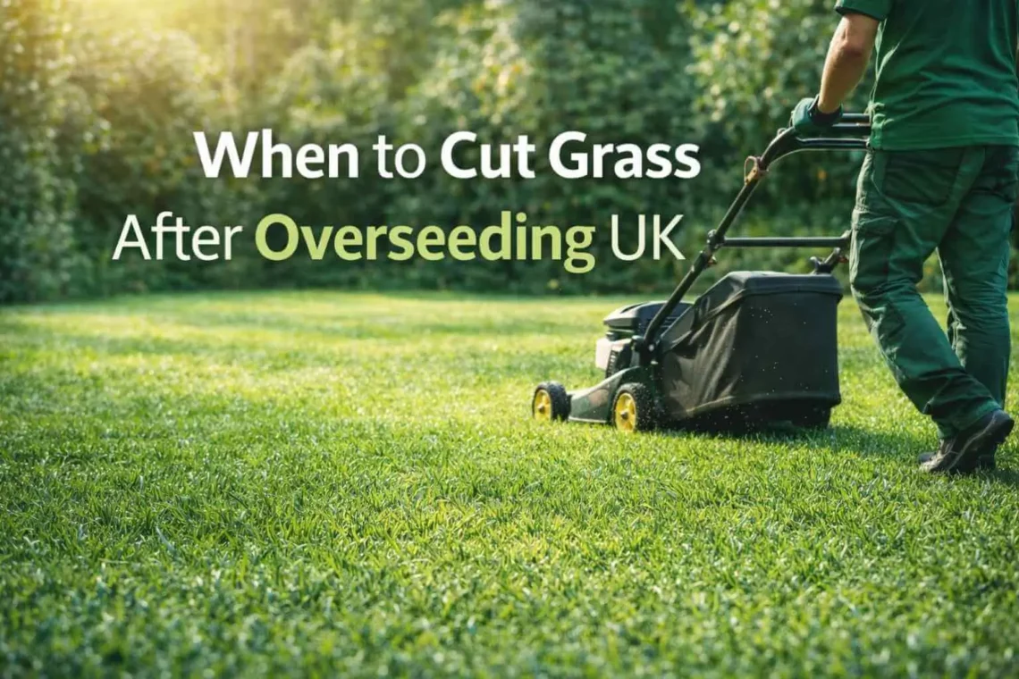 When to Cut Grass After Overseeding UK – illustrating proper timing for mowing newly overseeded lawns in the UK.