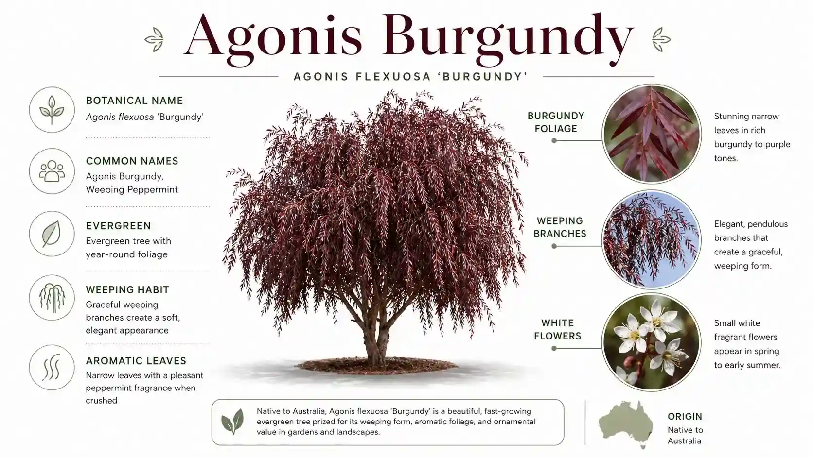 agonis burgundy