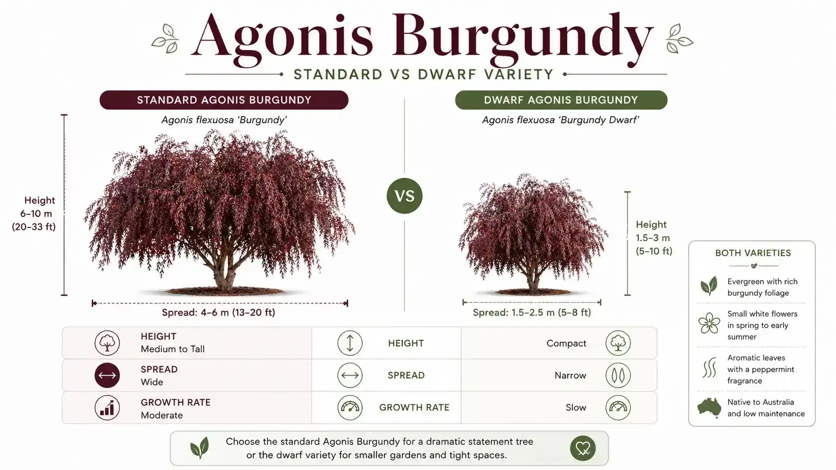agonis burgundy