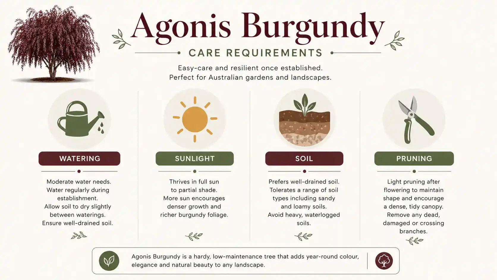 agonis burgundy