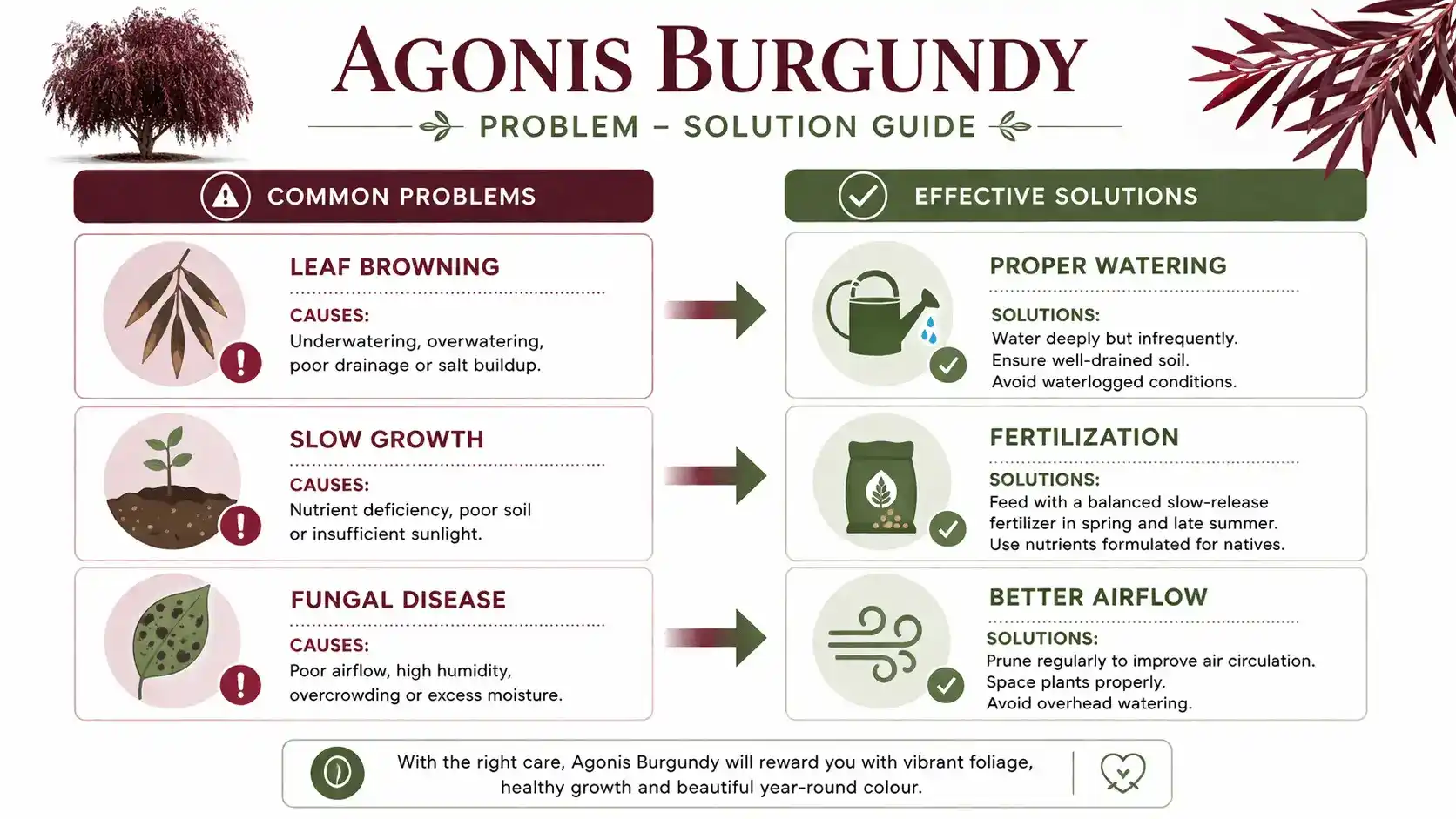 agonis burgundy