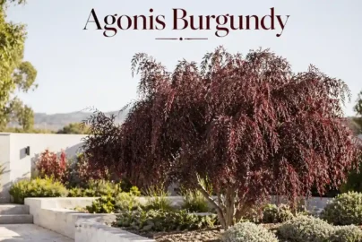 agonis burgundy