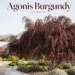 agonis burgundy