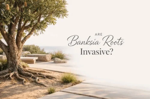 are banksia roots invasive