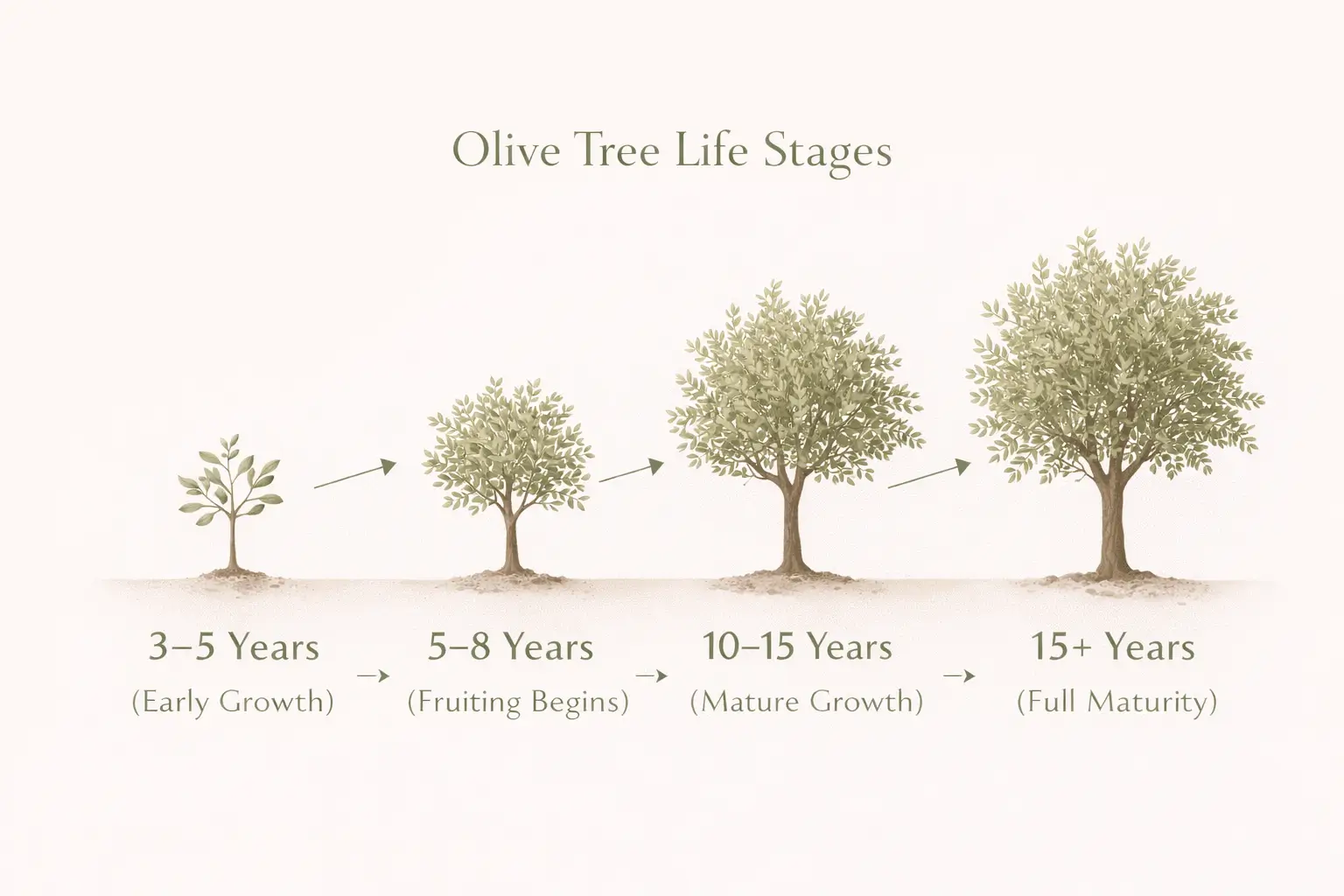 are olive trees fast growing