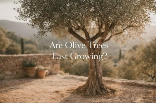 are olive trees fast growing