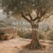 are olive trees fast growing
