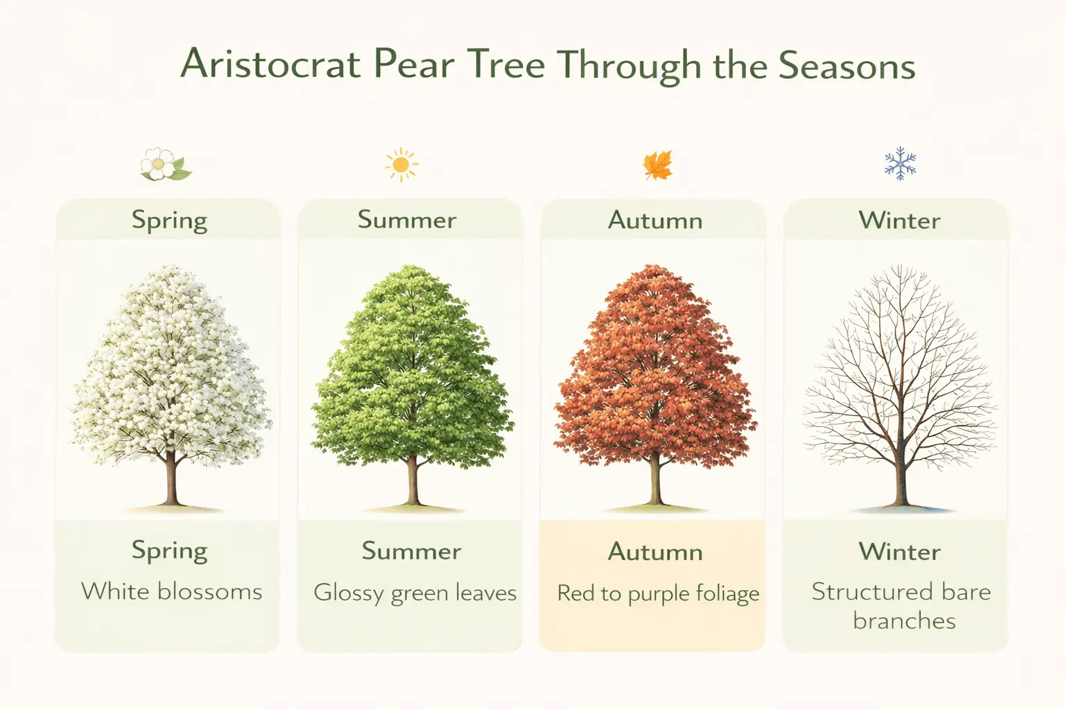 aristocrat pear tree